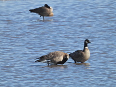 Branta hutchinsii leucopareia