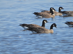 Branta hutchinsii leucopareia