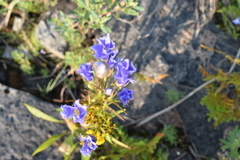 Gentianopsis virgata