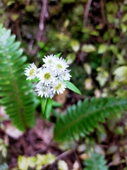 Anaphalioides trinervis