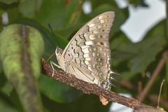 Charaxes solon