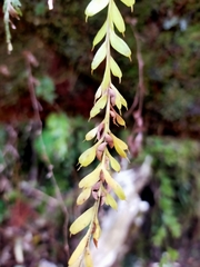 Tmesipteris tannensis