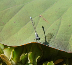 Ischnura pruinescens