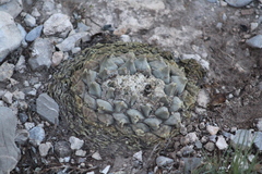 Ariocarpus retusus retusus