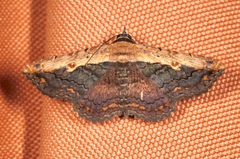 Selenisa sueroides