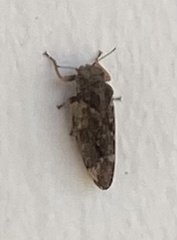 Pachypsylla celtidisvesicula