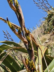 Phormium cookianum