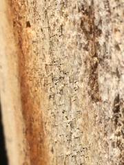 Chaenothecopsis debilis
