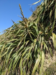 Phormium cookianum