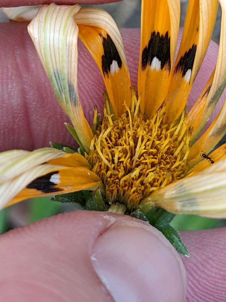 Treasure Flowers from North Redlands, Redlands, CA, USA on September 02