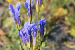 Gentianopsis virgata