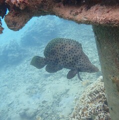 Chromileptes altivelis