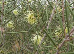 Hakea leucoptera