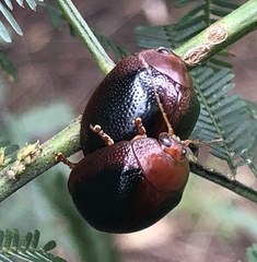 Dicranosterna immaculata