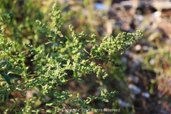Chenopodium ficifolium