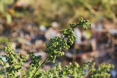 Chenopodium ficifolium