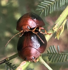 Dicranosterna immaculata