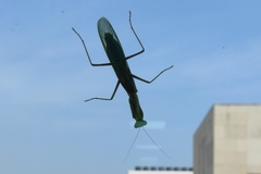 Hierodula tenuidentata