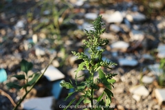 Chenopodium ficifolium