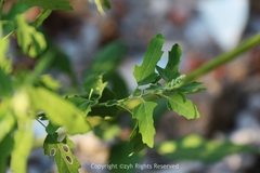 Chenopodium ficifolium