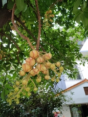 Couroupita guianensis