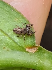 Paraphilaeus daemeli