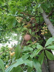 Couroupita guianensis