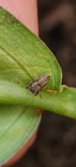 Paraphilaeus daemeli