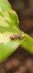 Paraphilaeus daemeli