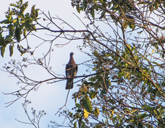 Patagioenas cayennensis