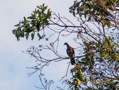 Patagioenas cayennensis