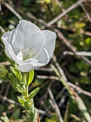 Linum monogynum