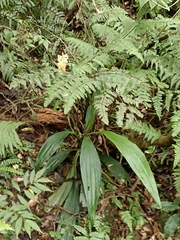 Calanthe speciosa