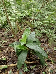 Calanthe triplicata