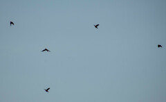 Psarocolius angustifrons