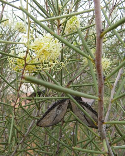 Hakea leucoptera R.Br.