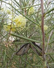 Hakea leucoptera