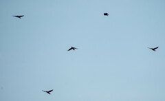 Psarocolius angustifrons