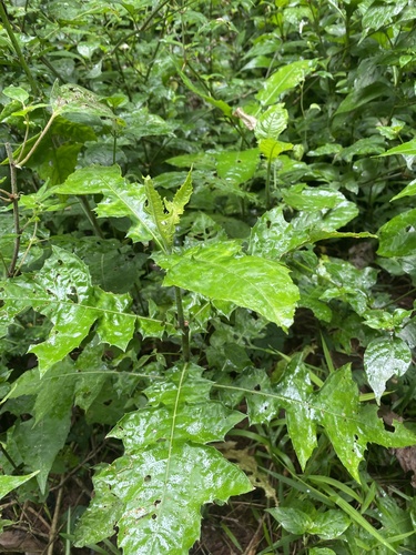 Acanthus montanus image