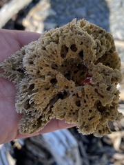 Clathria