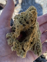 Clathria