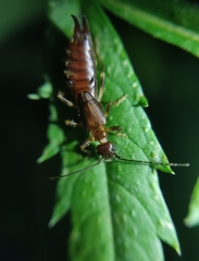 Forficuloidea