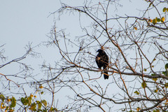 Molothrus oryzivorus