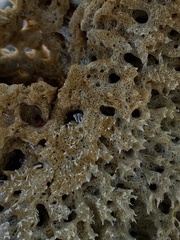 Clathria