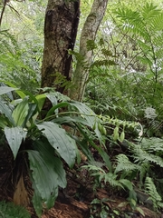 Calanthe triplicata
