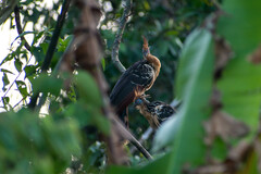 Opisthocomus hoazin