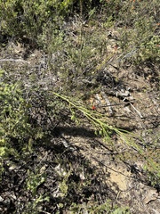 Daviesia brevifolia