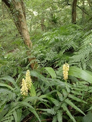 Calanthe speciosa