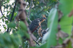 Opisthocomus hoazin