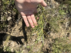 Daviesia brevifolia